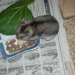 ちびっこクロワッサンにかじりついているユウキ