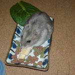 ちびっこクロワッサンを食べるコーキ