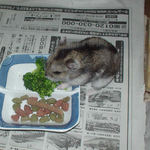 ブロッコリーに食いつくユウキ