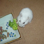 ブロッコリーに食いつくアイ