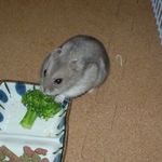 ブロッコリーを食べるコーキ