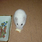 ハム用チーズに食いつくアイ