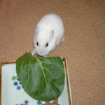 小松菜に食いつくアイ