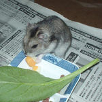 ハム用チーズを食べるユウキ