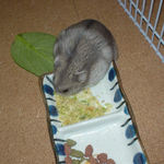 乾燥キャベツを食べるコーキ