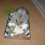 ハム用チーズを食べるコーキ