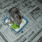 ブロッコリーに食いつくユウキ