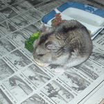 高野豆腐を食べるユウキ