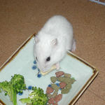 高野豆腐を食べるアイ