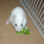 ブロッコリーを食べるアイ