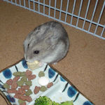 高野豆腐を食べるコーキ