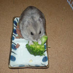 ブロッコリーを食べるコーキ