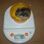 ユウキは体重が増えました