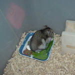 小松菜を食べるユウキ