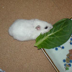 小松菜に食いつくアイ