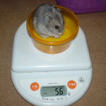 コーキは体重増加