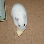 りんごに食いつくアイ