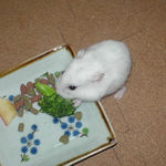 ブロッコリーを食べるアイ