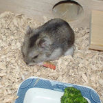 りんごに食いつくユウキ