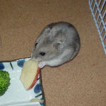 りんごを食べるコーキ