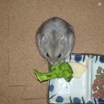 ブロッコリーを食べるコーキ