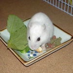 チーズに食いついているアイ