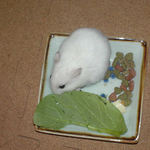 小松菜を食べるアイ