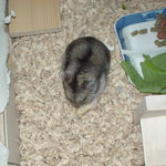 チーズを食べるユウキ