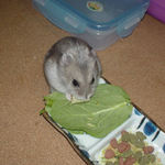 チーズを食べるコーキ