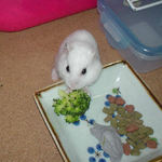 ブロッコリーを食べるアイ