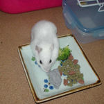 ブラック男前を食べるアイ