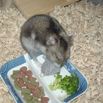 ブラック男前を食べるユウキ