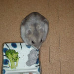 ブラック男前を食べるコーキ