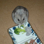 ブロッコリーを食べるコーキ