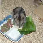 高野豆腐を食べるユウキ