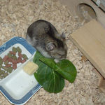 小松菜を食べるユウキ