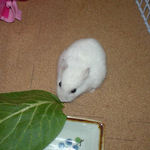 小松菜に食いつくアイ