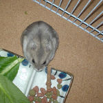 ミートジャーキーに食いついたコーキ