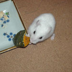 カボチャを食べるアイ