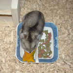 カボチャを食べるユウキ