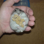 粟の穂で腹出し食いのコーキ