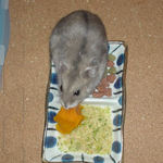 カボチャを食べるコーキ