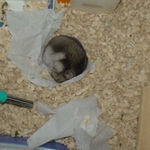 熟睡中のユウキ