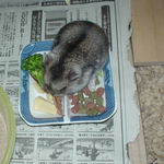 高野豆腐を食べるユウキ