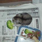 ブロッコリーを食べるユウキ