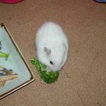 ブロッコリーを食べるアイ