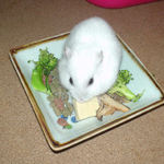 高野豆腐を食べるアイ