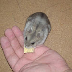 高野豆腐を食べるコーキ