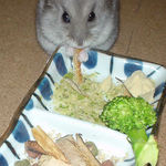 削り節を食べるコーキ