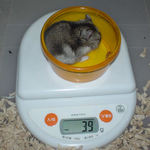 ユウキは体重減少です。